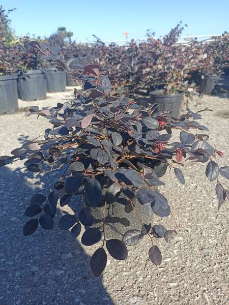 Loropetalum Chinense 